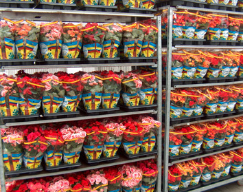 Holinej - kwiaty, ogr�d