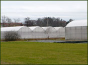 Holinej - kwiaty, ogr�d