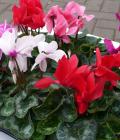 Cyclamen